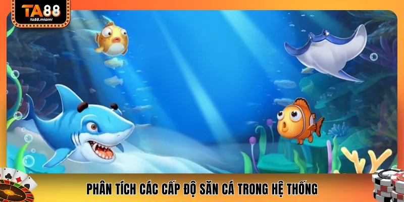 Phân tích các cấp độ săn cá trong hệ thống